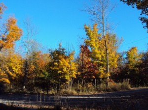 Herbstfärbung der Bäume
